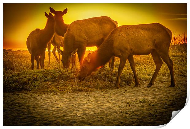 Elk beach sunset. Print by Sam Norris