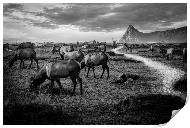 Elk herd at Sharp Point Print by Sam Norris