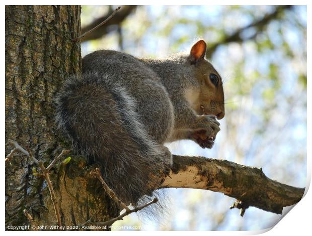 Grey Squirrel sitting on a branch Print by John Withey