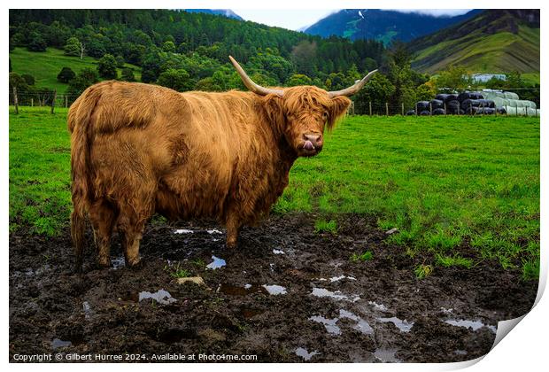 Highland Cattle Scotland Print by Gilbert Hurree