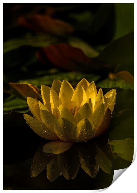 Water Lilly Print by Gilbert Hurree