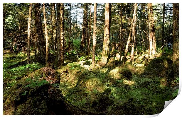  Juneau Rainforest Garden Print by Gilbert Hurree