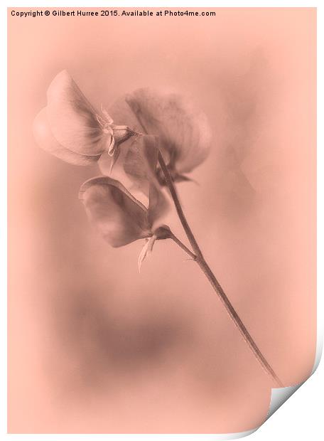 Sweet peas Arty Print by Gilbert Hurree