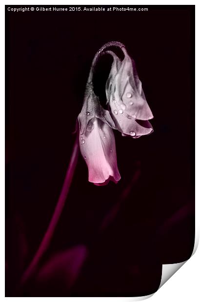 Sweet Pea Flower  Print by Gilbert Hurree