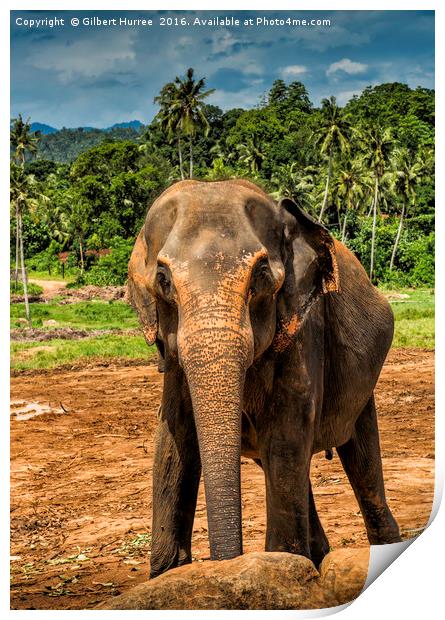 'Sri Lanka's Elephant Haven' Print by Gilbert Hurree