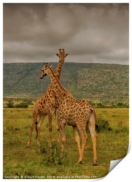Serene Giraffe's Habitat in Entabeni Print by Gilbert Hurree