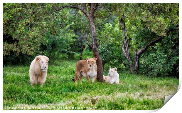 Endangered White Lions: A Captivating Glimpse Print by Gilbert Hurree