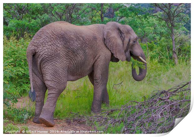 Captivating African Elephant in Entabeni Print by Gilbert Hurree