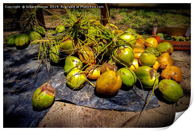 Tropical Allure: Mauritius' Verdant Coconuts Print by Gilbert Hurree
