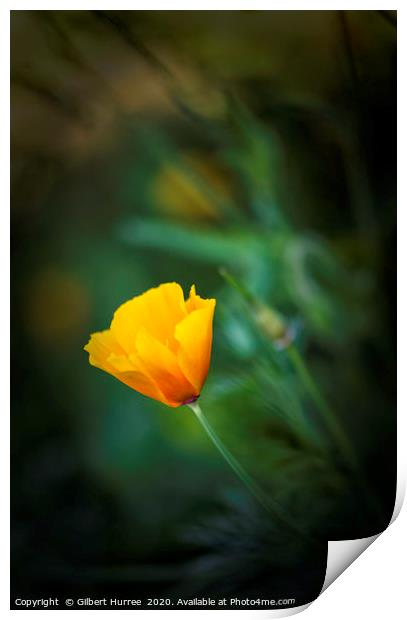Yellow California Poppy Print by Gilbert Hurree