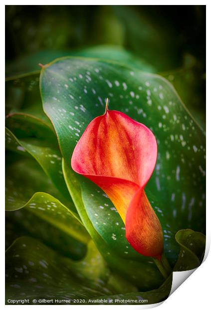 Red Calla Lily Print by Gilbert Hurree