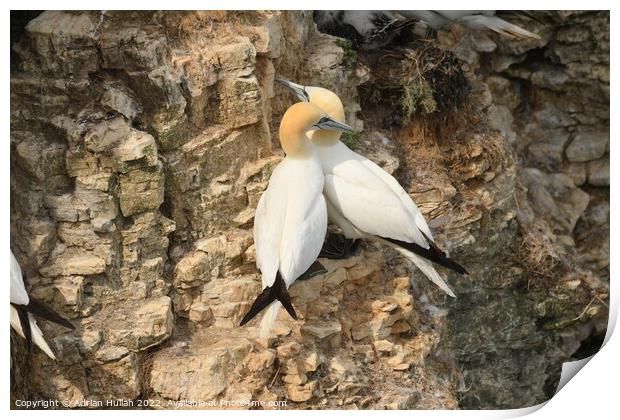 Gannet birds in cliffs  Print by Adrian Hullah