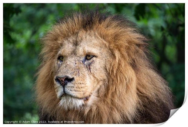 Majestic Lion King Print by Adam Clare