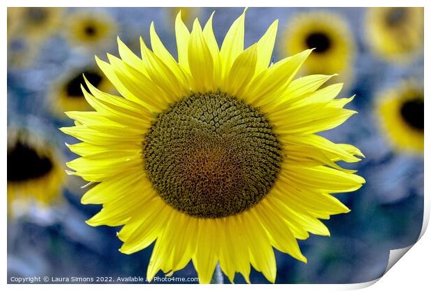 Summer Sunflower Print by Laura Simons