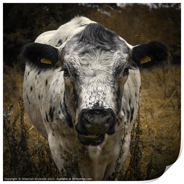 Face to face with a cow Print by Shannon O'connor