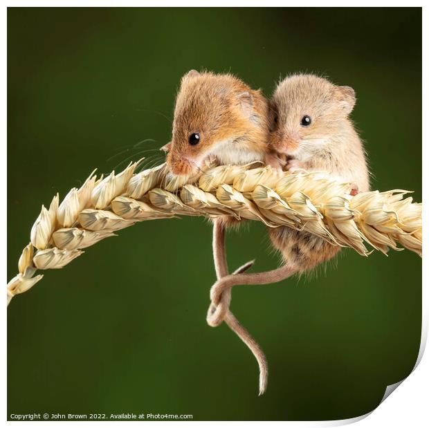 Harvest mice  Print by John Brown