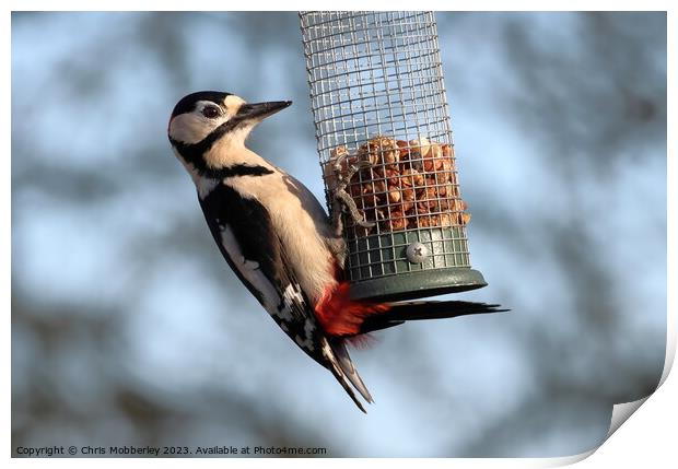Great spotted woodpecker  Print by Chris Mobberley