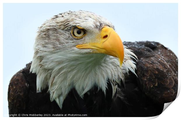 Bald Eagle close up  Print by Chris Mobberley