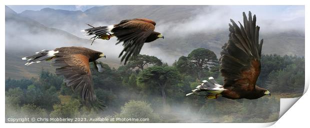 Three Harris Hawks hunting Print by Chris Mobberley