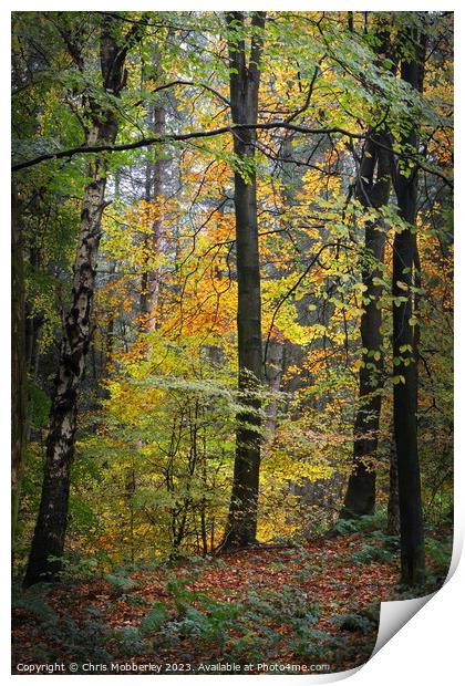 Autumn woodland Print by Chris Mobberley