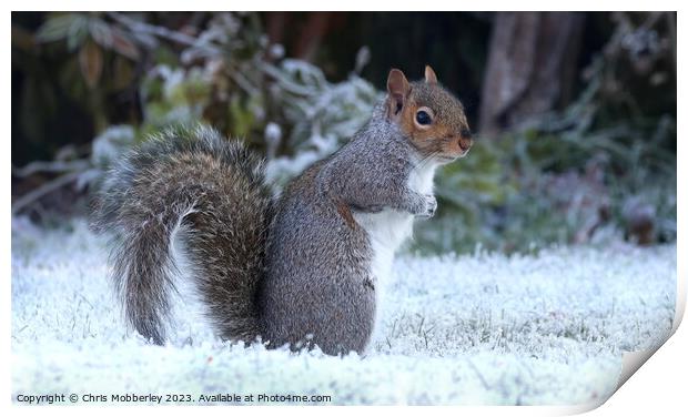 A squirrel in winter Print by Chris Mobberley
