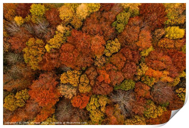 Autumn Trees Print by Chris Gurton