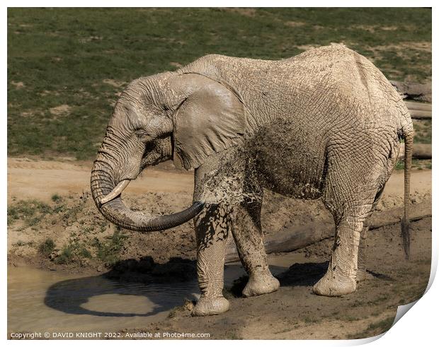 Elephant having shower Print by DAVID KNIGHT