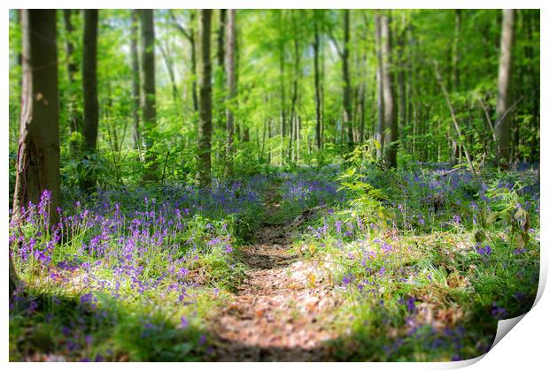 Bluebell Path Through The Woods Print by Apollo Aerial Photography