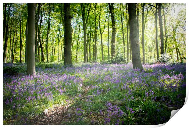 Bluebells in the Woods Print by Apollo Aerial Photography