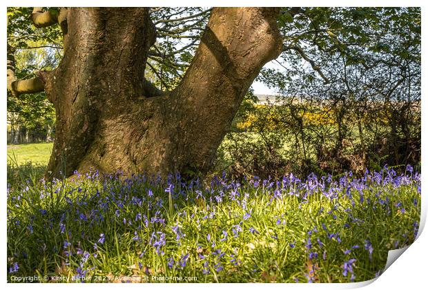 Tree Trunk In Field of Bluebells  Print by Kirsty Barber