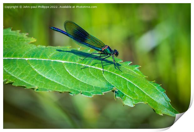 Damselfly Print by John-paul Phillippe