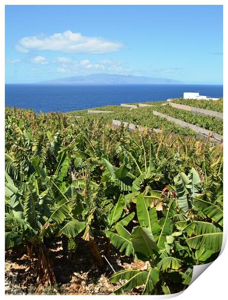 Banana plantation on the west coast of Tenerife Print by Anne-Claude Maurice