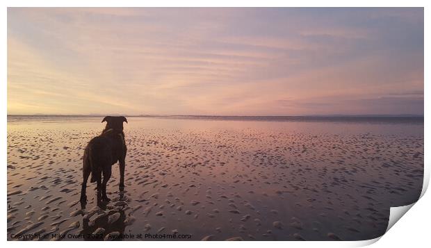 Dog on Beach admiring the sunset Print by Mike Owen