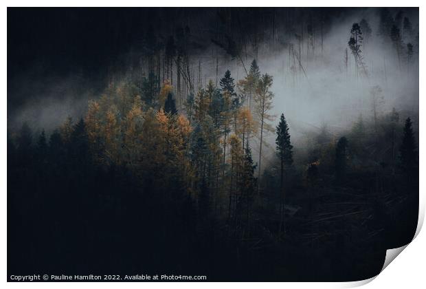 Dark Trees in the Trossachs, Scotland Print by Pauline Hamilton