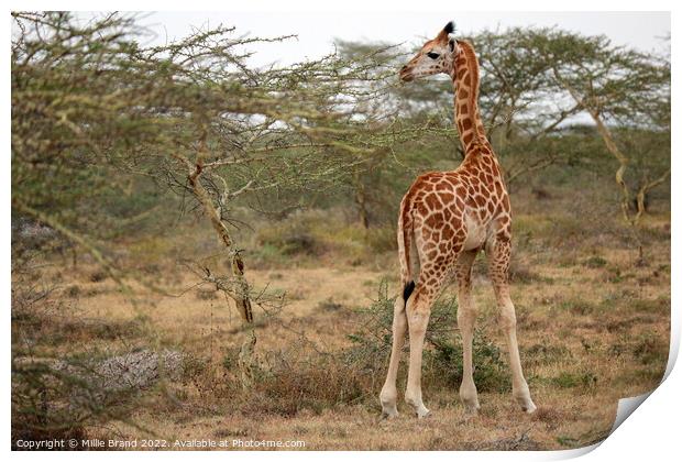 Baby giraffe Print by Millie Brand