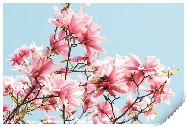 Pink magnolias Print by Millie Brand