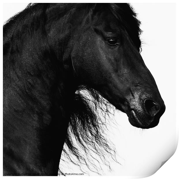 Friesian Horse headshot Print by Heather Oliver