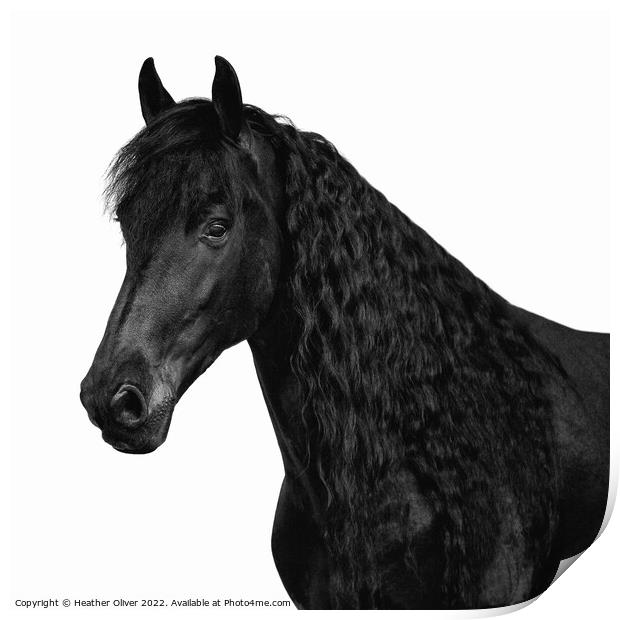 Friesian Black Beauty Print by Heather Oliver
