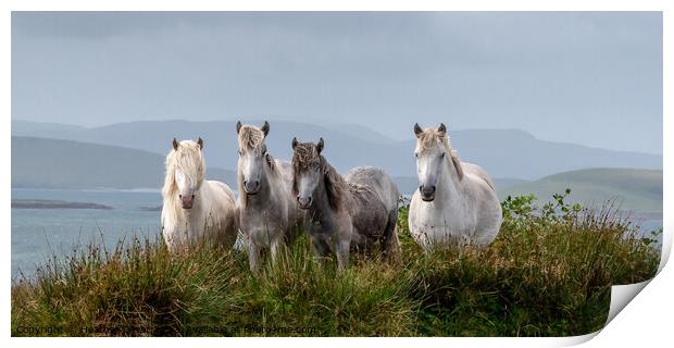 Eriskay Ponies Scotland Print by Heather Oliver