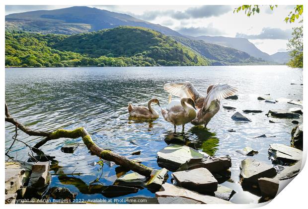Majestic Mute Swans on Llyn Padarn, Wales Print by Adrian Burgess