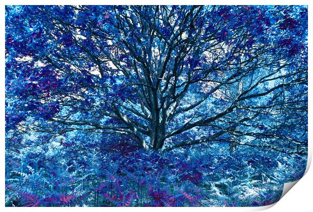 Grand Tree - Blue Print by Adrian Burgess