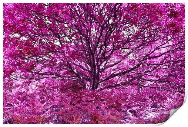 Grand Tree - Pink Print by Adrian Burgess