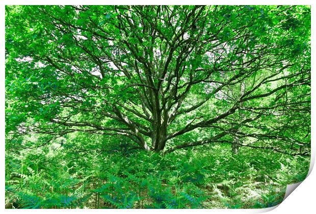 Grand Tree - Green Print by Adrian Burgess