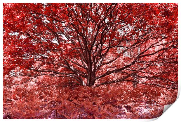 Grand Tree - Red Print by Adrian Burgess
