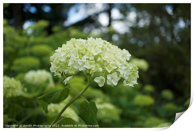 White Hydrangea Flower Print by Zenith Photography