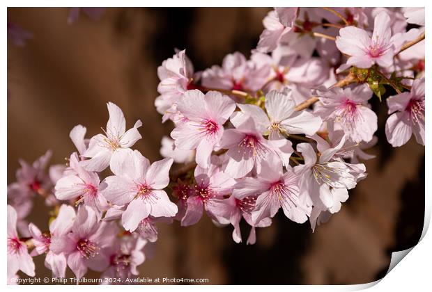 Cherry Blossoms Print by Philip Thulbourn
