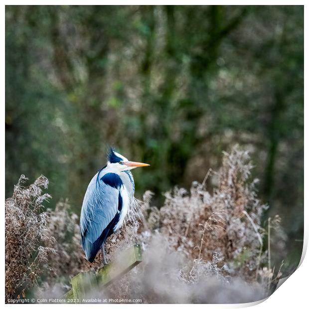 Grey Heron (Ardea cinerea)  Print by Colin Flatters