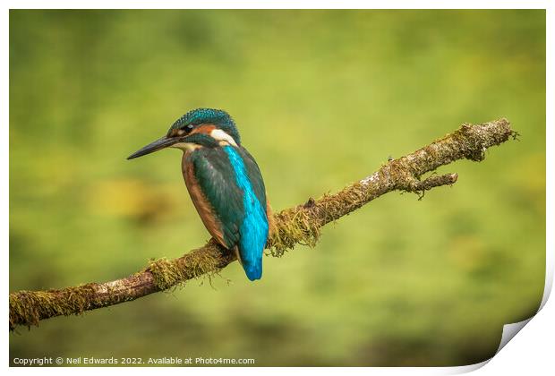 The Kingfisher Print by Neil Edwards