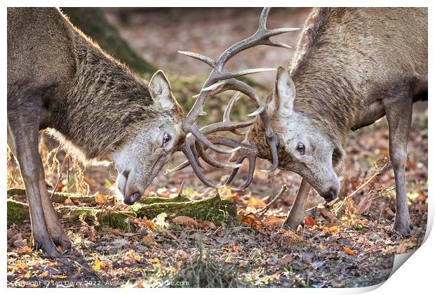 Red Deer Sparring 2 Print by Ian Derry