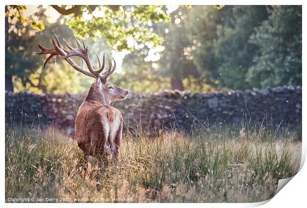 A deer standing in tall grass Print by Ian Derry
